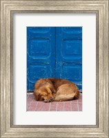 Sleeping Dog, Essaouira, Morocco Fine Art Print