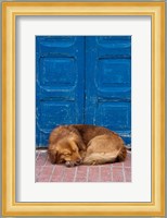 Sleeping Dog, Essaouira, Morocco Fine Art Print