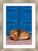 Sleeping Dog, Essaouira, Morocco Fine Art Print
