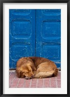 Sleeping Dog, Essaouira, Morocco Fine Art Print