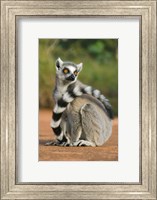 Close up of Ring-tailed Lemur, Madagascar Fine Art Print