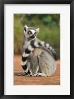Close up of Ring-tailed Lemur, Madagascar Fine Art Print