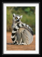 Close up of Ring-tailed Lemur, Madagascar Fine Art Print