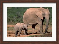 South Africa, Addo Elephant NP, Baby Elephant Fine Art Print