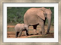 South Africa, Addo Elephant NP, Baby Elephant Fine Art Print