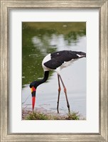 Saddle-billed Stork, Maasai Mara Wildlife Reserve, Kenya Fine Art Print