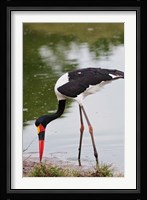 Saddle-billed Stork, Maasai Mara Wildlife Reserve, Kenya Fine Art Print