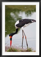 Saddle-billed Stork, Maasai Mara Wildlife Reserve, Kenya Fine Art Print