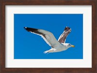 Seagull, Walvis Bay, Erongo Region, Namibia. Fine Art Print