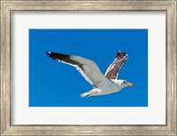 Seagull, Walvis Bay, Erongo Region, Namibia. Fine Art Print