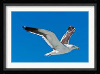 Seagull, Walvis Bay, Erongo Region, Namibia. Fine Art Print