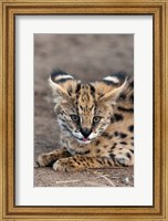 Serval Cat, Kapama Game Reserve, South Africa Fine Art Print