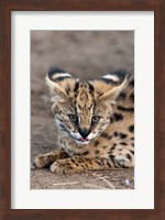 Serval Cat, Kapama Game Reserve, South Africa Fine Art Print