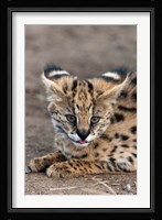 Serval Cat, Kapama Game Reserve, South Africa Fine Art Print