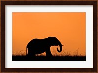 Silhouette of Elephant at sunset, Masai Mara National Reserve, Kenya Fine Art Print