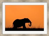 Silhouette of Elephant at sunset, Masai Mara National Reserve, Kenya Fine Art Print