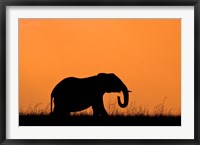 Silhouette of Elephant at sunset, Masai Mara National Reserve, Kenya Fine Art Print
