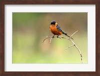 Redbreasted Swallow, Hluhulwe, South Africa Fine Art Print