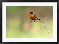 Redbreasted Swallow, Hluhulwe, South Africa Fine Art Print