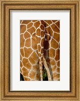 Reticulated Giraffe skin, Samburu Game Reserve, Kenya Fine Art Print