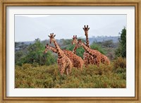 Reticulated Giraffes, Samburu National Reserve, Kenya Fine Art Print