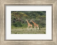Rothschild's Giraffe, Lake Nakuru National Park, Kenya Fine Art Print