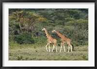 Rothschild's Giraffe, Lake Nakuru National Park, Kenya Fine Art Print