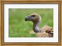 Ruppell's Vulture, Serengeti National Park, Tanzania Fine Art Print