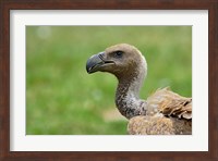 Ruppell's Vulture, Serengeti National Park, Tanzania Fine Art Print
