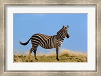 Single Burchell's Zebra, Masai Mara Game Reserve, Kenya Fine Art Print