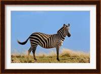 Single Burchell's Zebra, Masai Mara Game Reserve, Kenya Fine Art Print