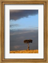 Single Umbrella Thorn Acacia Tree at sunset, Masai Mara Game Reserve, Kenya Fine Art Print
