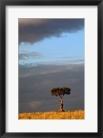 Single Umbrella Thorn Acacia Tree at sunset, Masai Mara Game Reserve, Kenya Fine Art Print