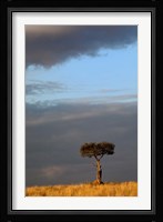 Single Umbrella Thorn Acacia Tree at sunset, Masai Mara Game Reserve, Kenya Fine Art Print