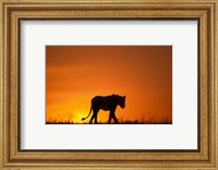 Silhouette of Lion, Masai Mara Game Reserve, Kenya Fine Art Print