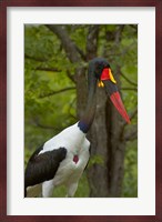 Saddle-billed Stork, Kruger NP, South Africa Fine Art Print