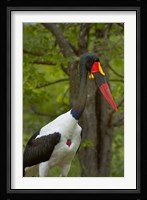 Saddle-billed Stork, Kruger NP, South Africa Fine Art Print