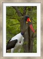 Saddle-billed Stork, Kruger NP, South Africa Fine Art Print
