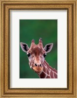 Reticulated Giraffe, Impala Ranch, Kenya Fine Art Print
