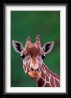 Reticulated Giraffe, Impala Ranch, Kenya Fine Art Print