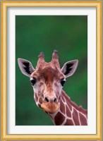 Reticulated Giraffe, Impala Ranch, Kenya Fine Art Print