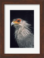 Secratarybird, South Africa Fine Art Print