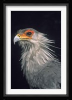 Secratarybird, South Africa Fine Art Print