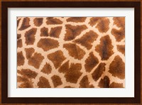 Reticulated giraffe, Luangwa Valley, Zambia Fine Art Print