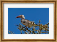 Red-billed Hornbill, Samburu Game Reserve, Kenya Fine Art Print