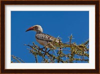Red-billed Hornbill, Samburu Game Reserve, Kenya Fine Art Print