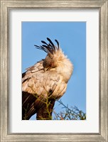 Secretarybird seen in the Masai Mara, Kenya Fine Art Print