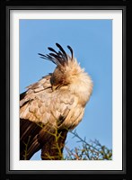 Secretarybird seen in the Masai Mara, Kenya Fine Art Print