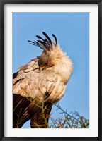Secretarybird seen in the Masai Mara, Kenya Fine Art Print