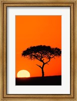 Single Acacia tree at sunrise, Masai Mara, Kenya Fine Art Print